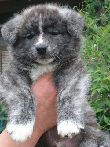 秋田犬 子犬や子猫たちのペット販売情報が満載 ペットステーション 秋田犬 子犬や子猫たちのペット販売情報が満載 ペットステーション