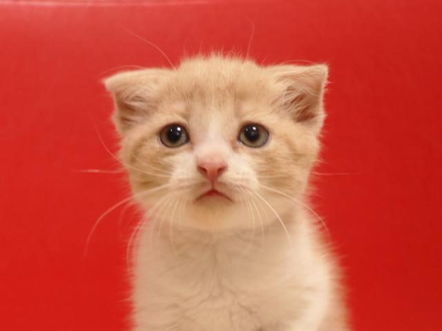 スコティッシュフォールド