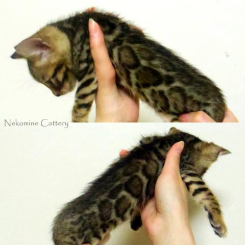 ベンガル