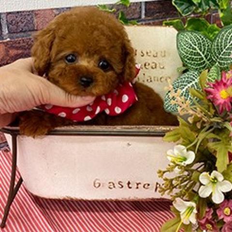 ティーカッププードル