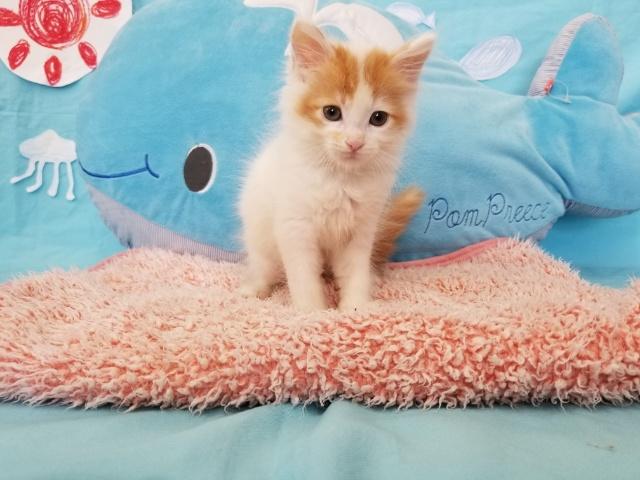 メインクーン