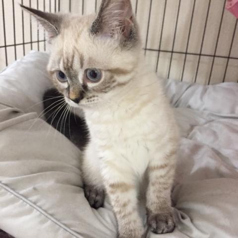 ミヌエット（旧ナポレオン）