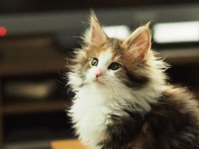 ねこやあんず