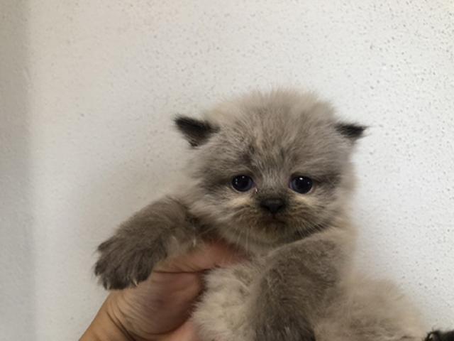 ペルシャ・ヒマラヤン