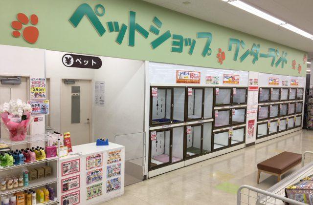 ペットショップAペット国立店