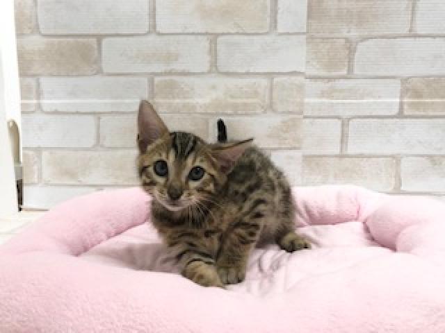 ベンガル
