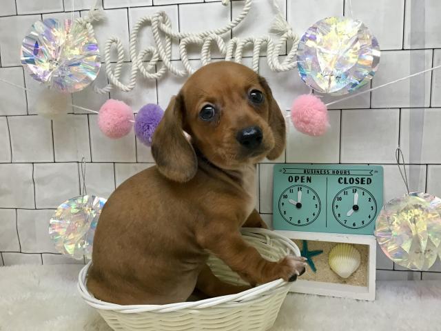 スタンダードダックスフンド