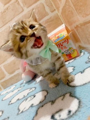 スコティッシュフォールド立ち耳