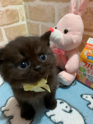 スコティッシュフォールド立ち耳