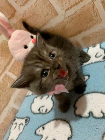 スコティッシュフォールド立ち耳