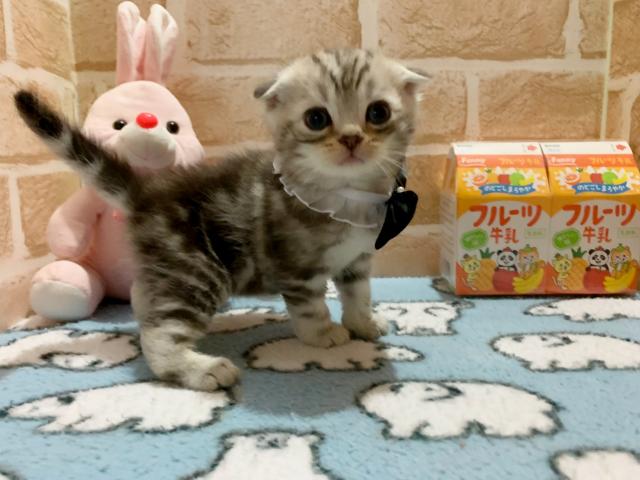 スコティッシュフォールド折れ耳