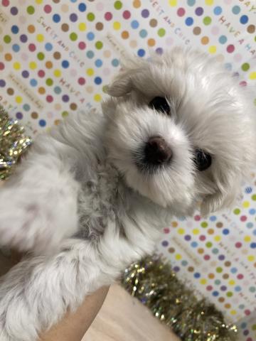 マルチーズ