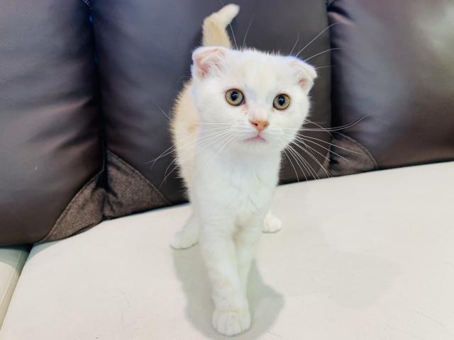 スコティッシュフォールド
