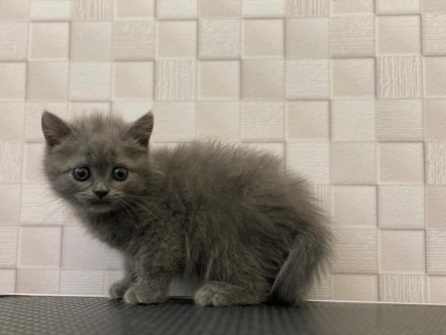 ブリティッシュショートヘア