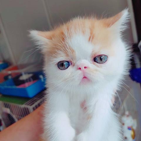 エキゾチックショートヘアー