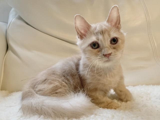 マンチカン♡サマーセール価格！短足ちゃん