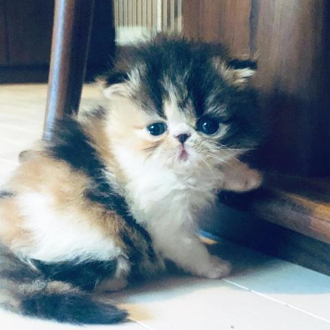 エキゾチックショートヘアー