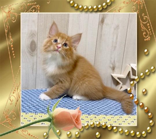 ノルウェージャンフォレストキャット