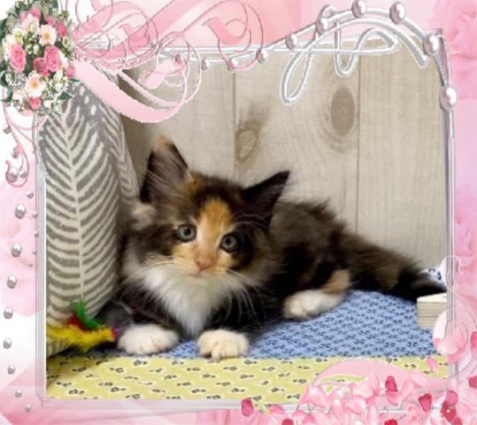 ノルウェージャンフォレストキャット