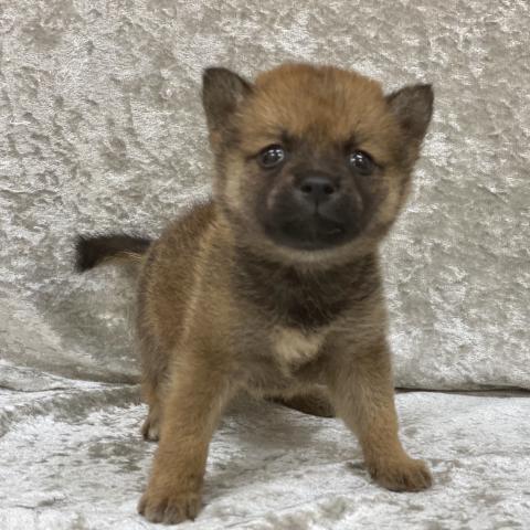 柴犬