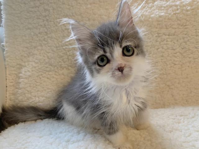 マンチカン♡サマーセール価格！ふわふわ足長ちゃん♬