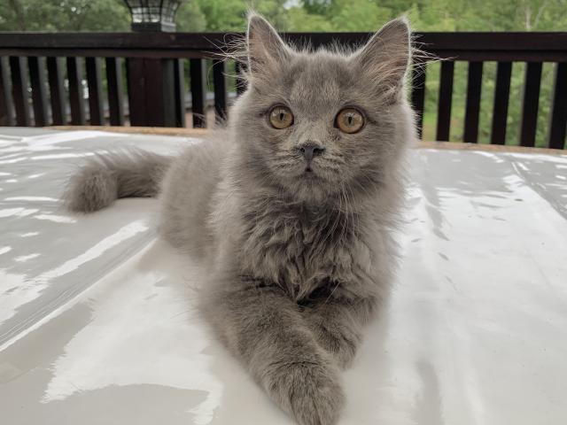 サイベリアン♡サマーセール価格！