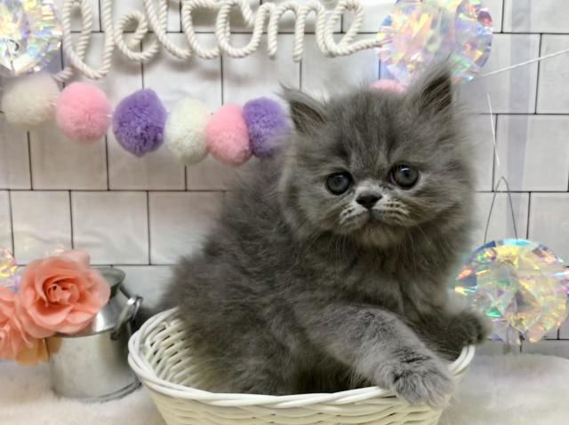 エキゾチックショートヘアー