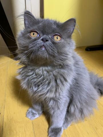 エキゾチックショートヘアー