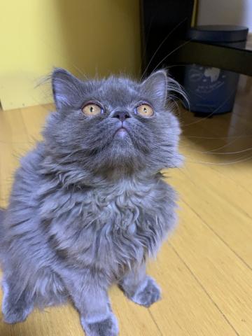 エキゾチックロングヘアー