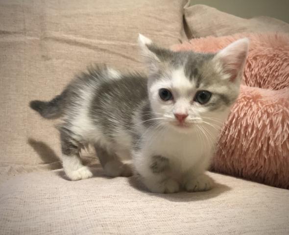 マンチカン♡短足ちゃん 涼しげブルー