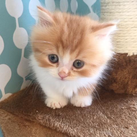 ミヌエット（旧ナポレオン）