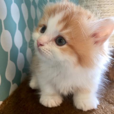 ミヌエット（旧ナポレオン）