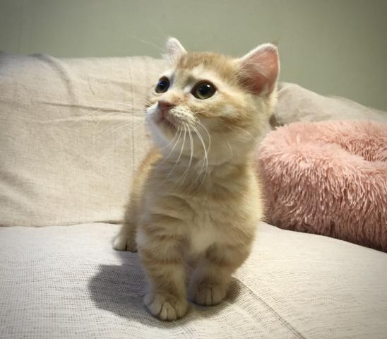 マンチカン♡短足ちゃん 希少なレッドの女の子