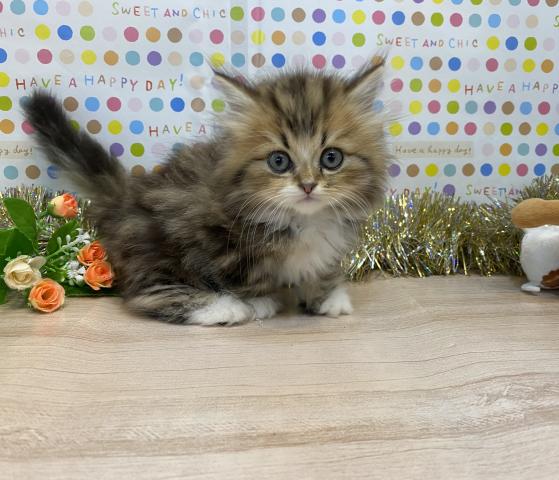 ミヌエット(旧ナポレオン)