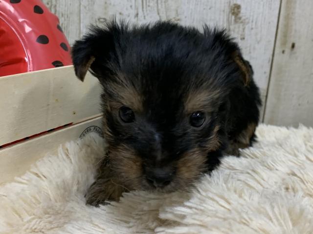 ヨークシャーテリア