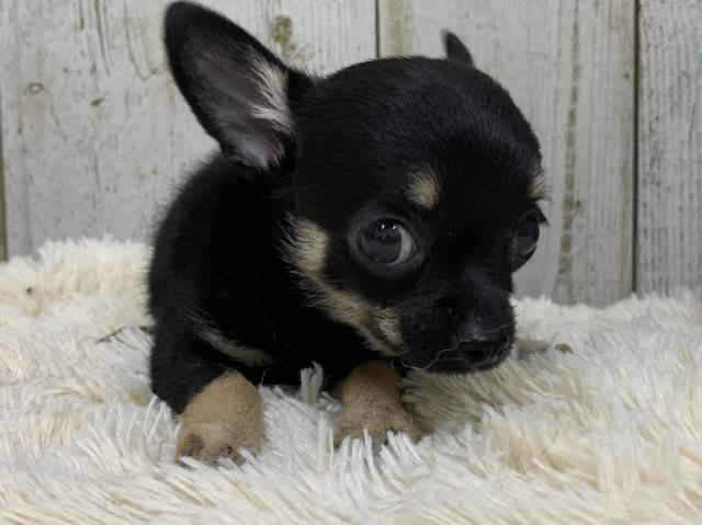 チワワ（スムースコート）