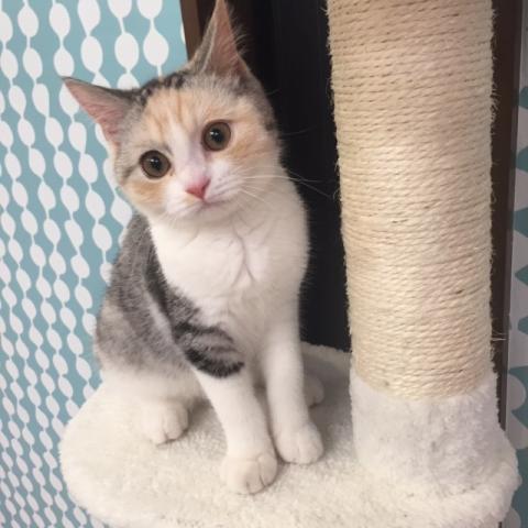 ミヌエット（旧ナポレオン）