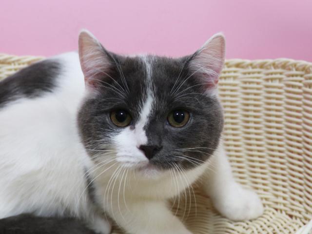 スコティッシュフォールド