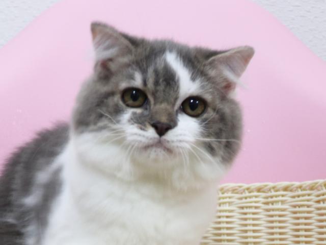 スコティッシュフォールド