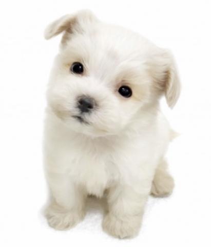 MIX　トイプードル×マルチーズ