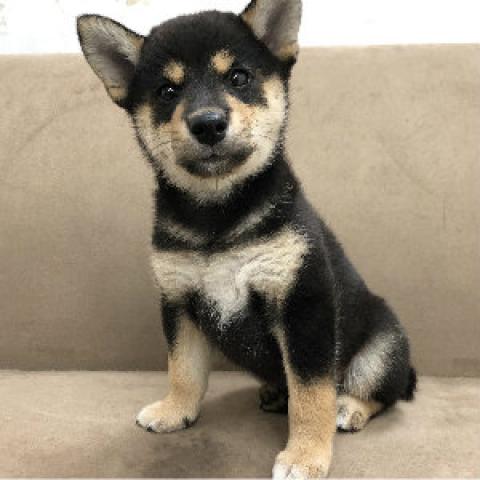 柴犬