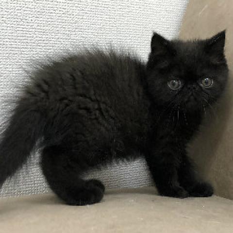 エキゾチックショートヘアー