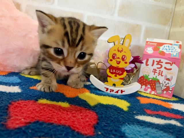 マンチカン長足