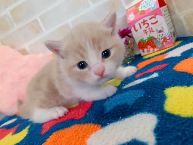 マンチカン長足