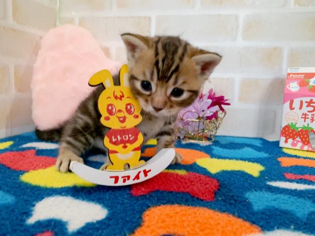 マンチカン長足