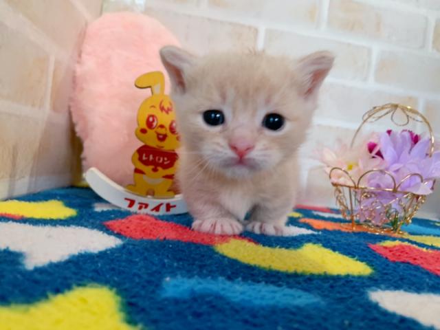 マンチカン短足