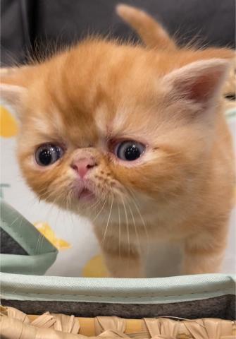 エキゾチックショートヘアー