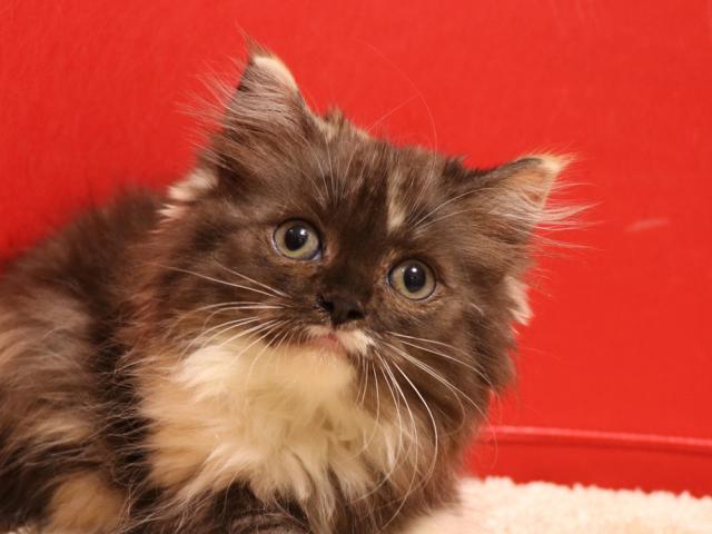 スコティッシュフォールド