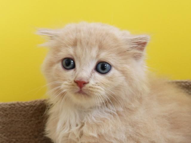 スコティッシュフォールド