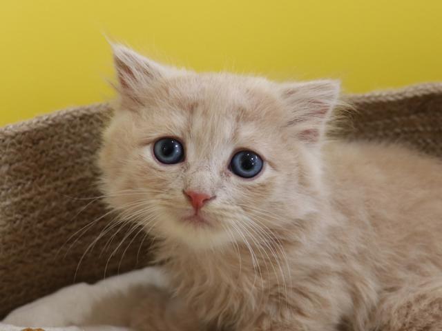 スコティッシュフォールド